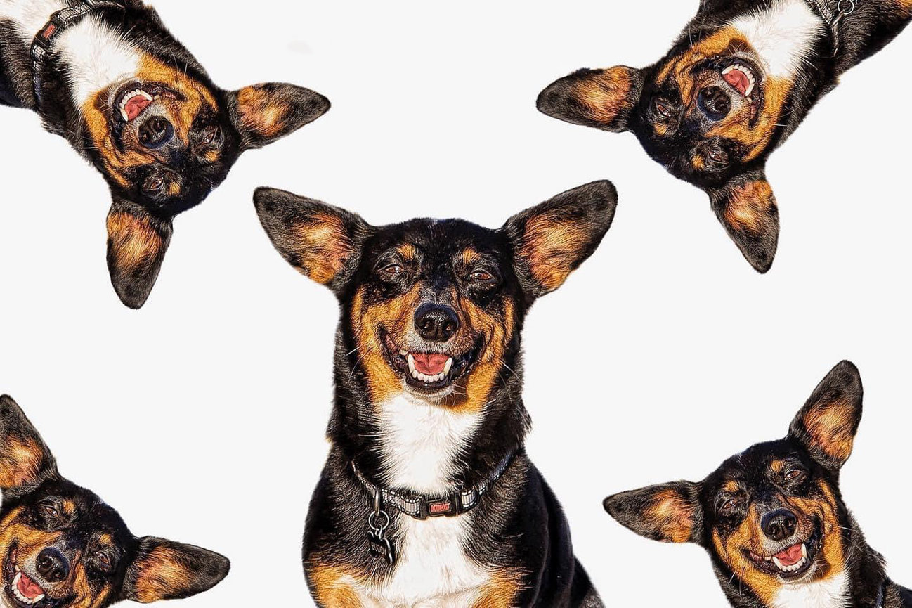 Creative fun image of a dog smiling created as a wallart piece.