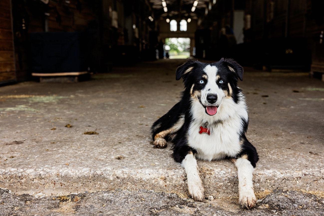 Image of a dog at the barn he watches over.