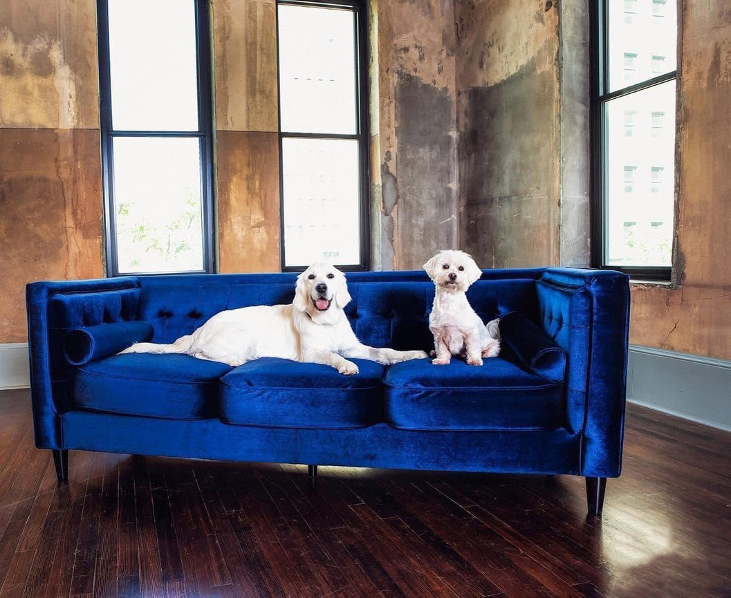 Two dogs sitting on a blue couch at a sstudio if fort worth.