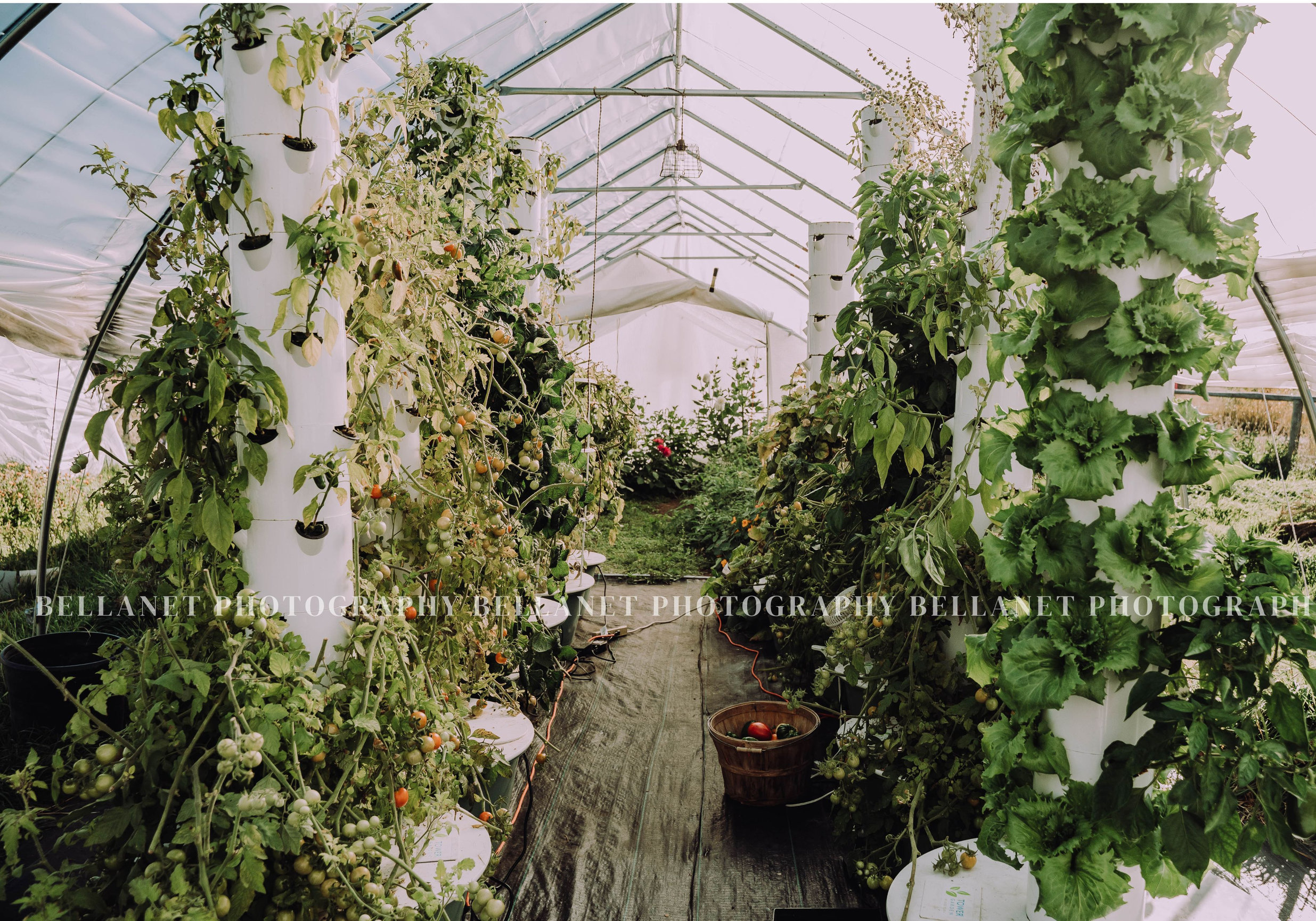 Agency Creek Farm, Tendoy Idaho - Bellanet Photography