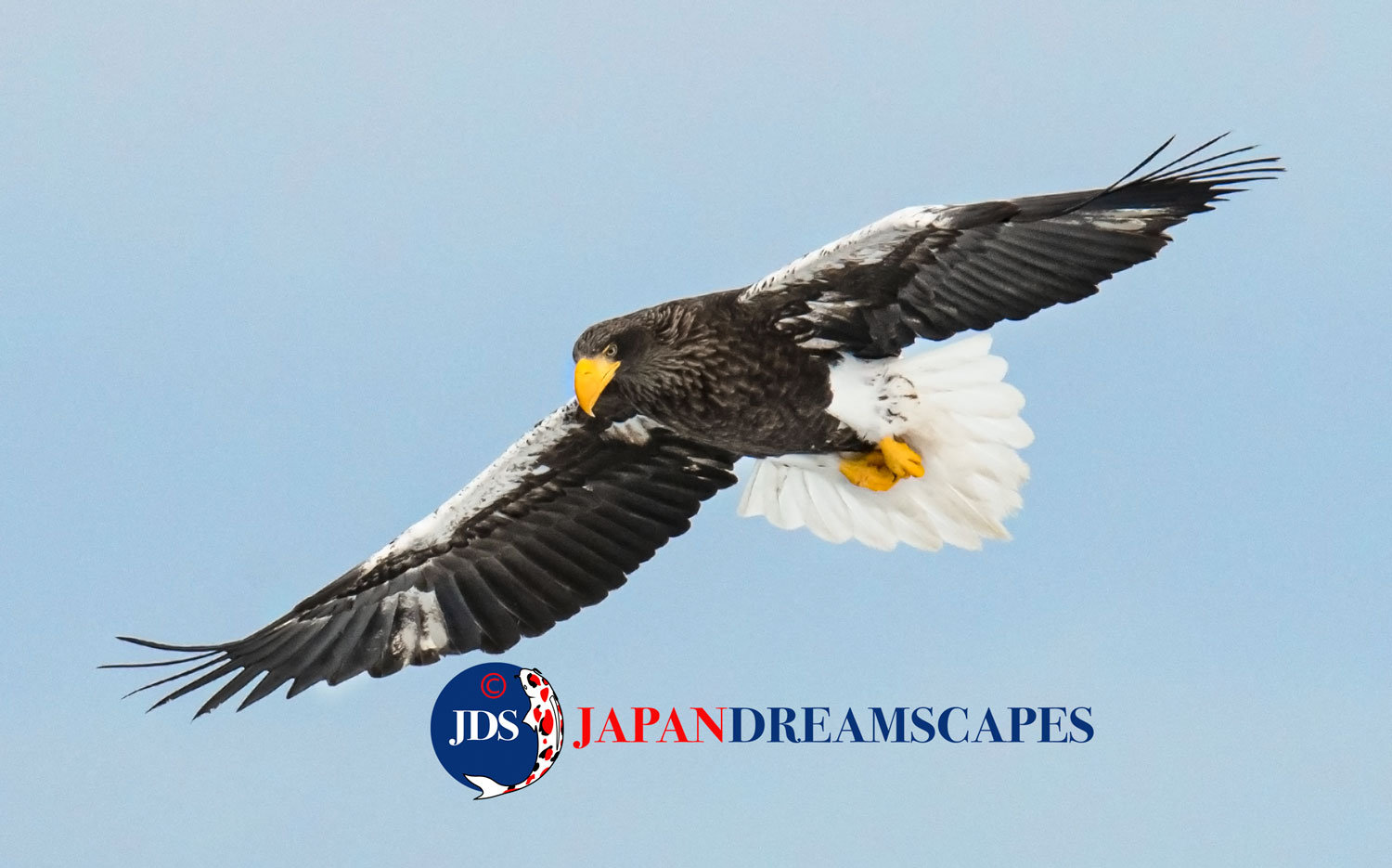 Hokkaido Birds of Prey - Hokkaido Photography Tour - JAPAN DREAMSCAPES