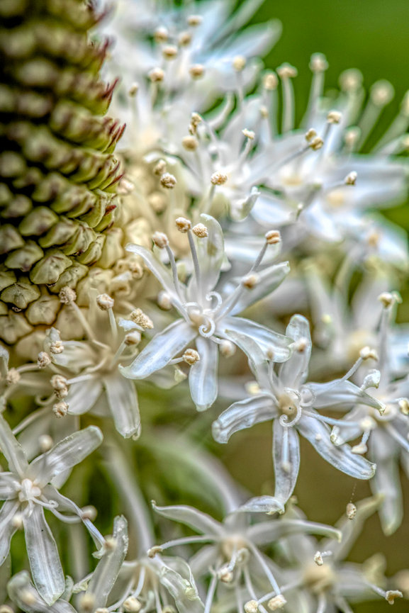 Pamela Dunn-Parrish Faith - Nature - Fine - Art Photography