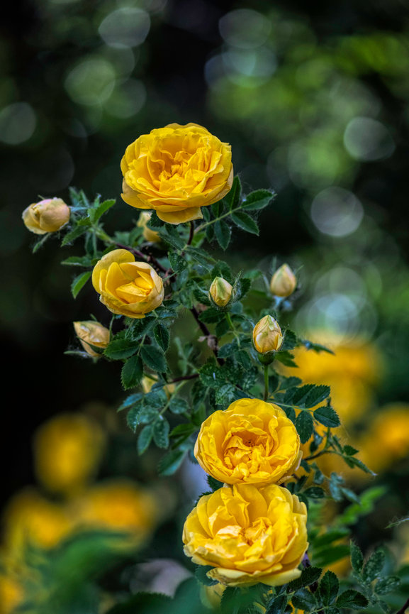 Pamela Dunn-Parrish Faith - Nature - Fine Art Photography